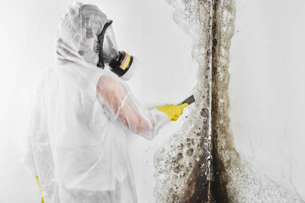Professional Mold Remediation in West Salem, WI