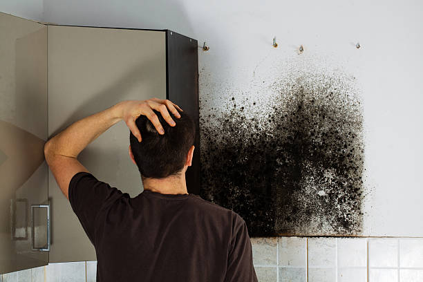 Best Crawl Space Mold Remediation in West Salem, WI
