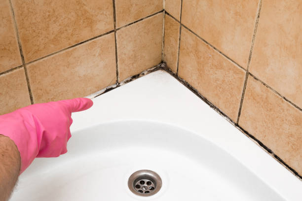 Best Localized Mold Remediation (e.g., coastal areas, humid climates) in West Salem, WI